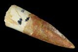 Bargain, Spinosaurus Tooth - Real Dinosaur Tooth #115820-1